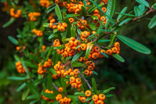 Orange Silver Buffaloberry Nahaufnahme Rote Beeren Trockneten Leicht Strauch Garten — Stockfoto