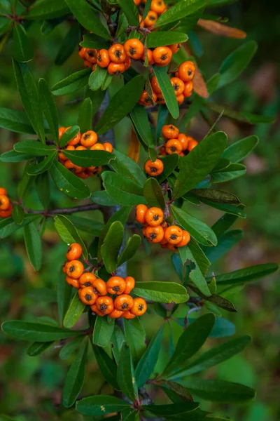 Orange Silver Buffaloberry Nahaufnahme Rote Beeren Trockneten Leicht Strauch Garten — Stockfoto