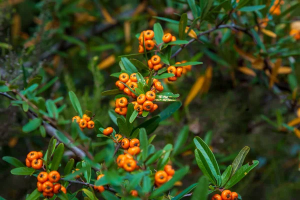 Orange Silver Buffaloberry Nahaufnahme Rote Beeren Trockneten Leicht Strauch Garten — Stockfoto