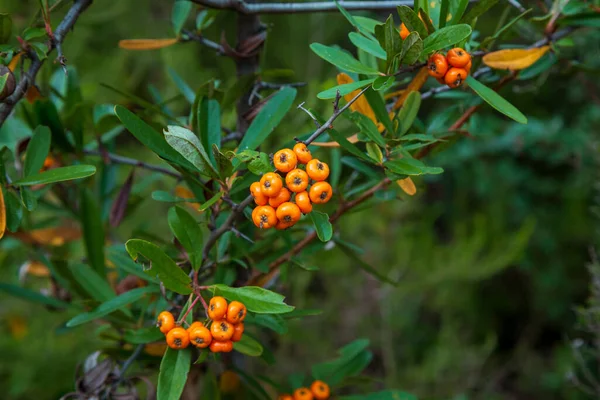 オレンジシルバーバファロベリーを閉じます 庭の茂みに赤い果実がわずかに乾燥しています サイケデリック シルバー バファロベリー シェパーディア アルジェンテ 茂みに囲まれたカウベリーの果実 — ストック写真