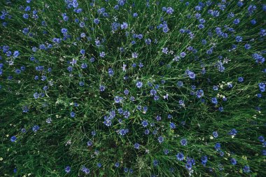 Akşamları çiçek açan çiçek tarlasının en güzel manzarası