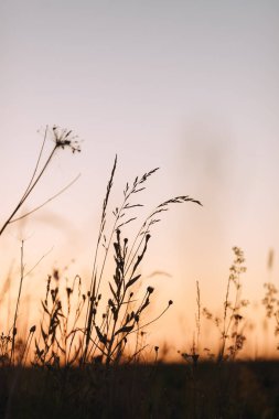 Sakin ve doğal bir geçmişi var. Sahada günbatımında çimlerin yakın görüntüsü