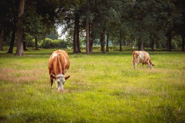 Two brown cows cow is eating grass in the alpine meadow