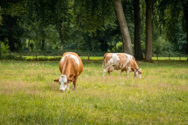 Two brown cows cow is eating grass in the alpine meadow