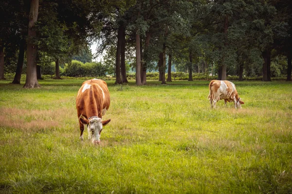 Two brown cows cow is eating grass in the alpine meadow