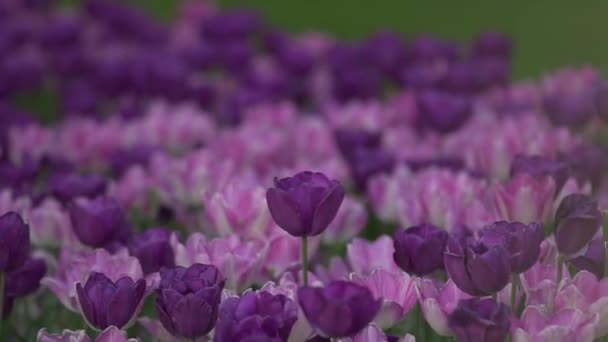 Montones de hermosos tulipanes morados en un parque en París — Vídeos de Stock