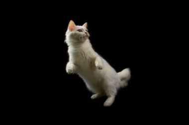 Siyah arka plan üzerine sevimli beyaz kedi