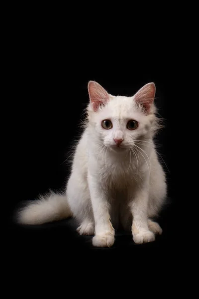 Schattige Witte Kat Zwarte Achtergrond — Stockfoto