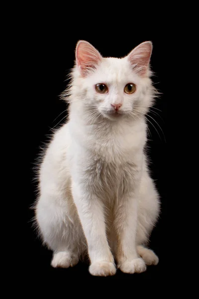 Cute White Cat Black Background — Stock Photo, Image
