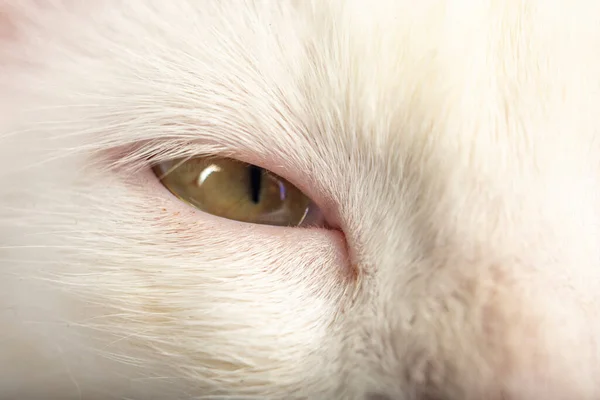 Ojos Gato Con Piel Blanca — Foto de Stock