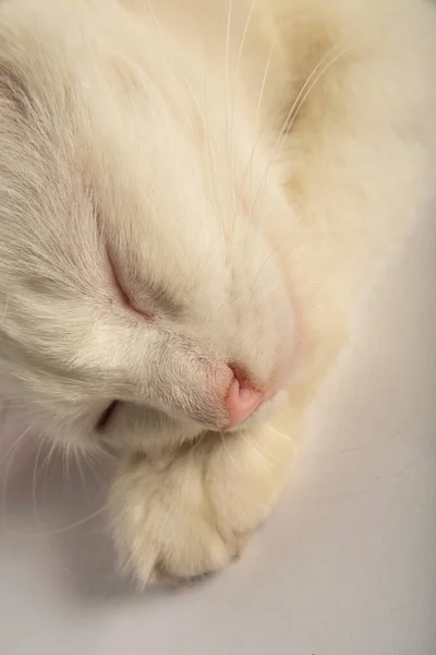 Kattenogen Met Witte Vacht — Stockfoto