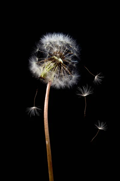 タンポポの花の背景 シード マクロ閉鎖 焦点を合わせて ヴィンテージスタイル — ストック写真