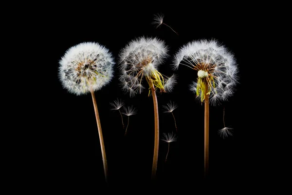 タンポポの花の背景 シード マクロ閉鎖 焦点を合わせて ヴィンテージスタイル — ストック写真