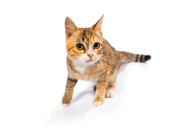 Beyaz arka planda sevimli kedi