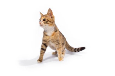 Beyaz arka planda sevimli kedi