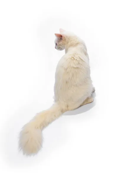 Schattig Kat Witte Achtergrond — Stockfoto