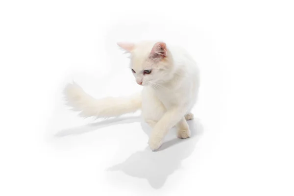 Cute Cat White Background — Stock Photo, Image