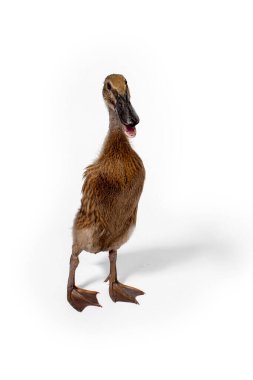 Beyaz arka planda şirin ördek