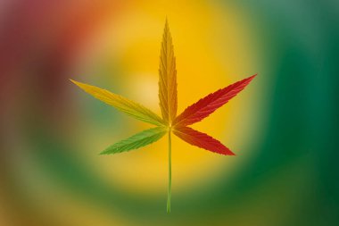 Yeşil kenevir yaprakları yeşil, sarı kırmızı renkte izole edilmiş. Tıbbi marihuana yetiştiriyorum.