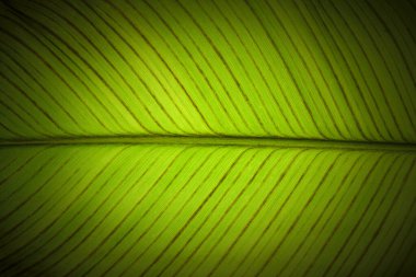 yaprak yeşil arka plan soyut doğası