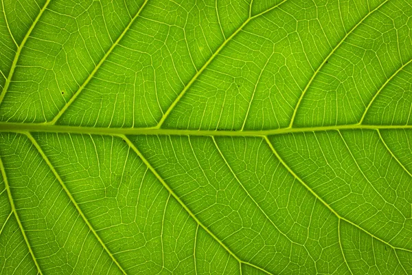 Grünes Blatt Hintergrund Abstrakt Von Der Natur — Stockfoto