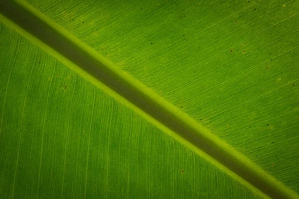 Yaprak Yeşil Arka Plan Soyut Doğası — Stok fotoğraf