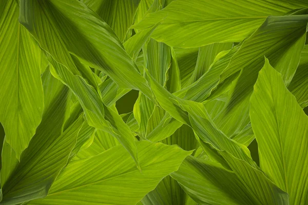 Fondo Hoja Verde Abstracto Naturaleza —  Fotos de Stock