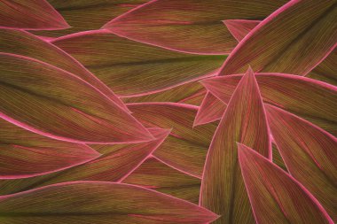 yaprak yeşil arka plan soyut doğası