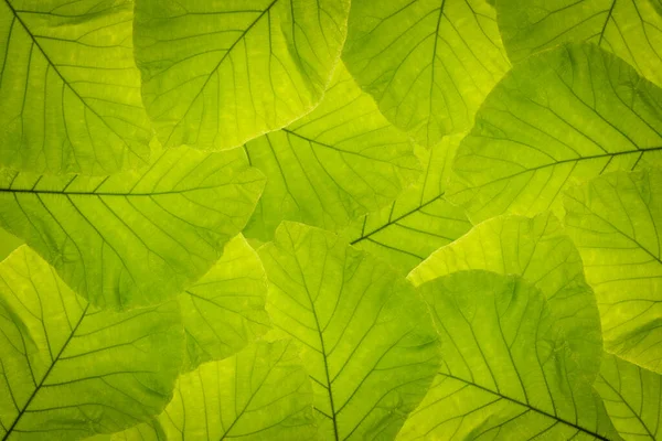 Streszczenie Tło Zielony Liść Natura — Zdjęcie stockowe