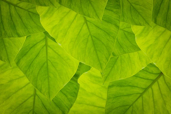 Folha Verde Fundo Resumo Natureza — Fotografia de Stock