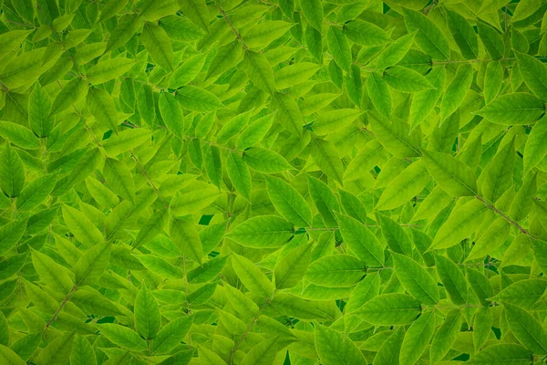 Зеленый Лист Фона Абстракция Природы — стоковое фото