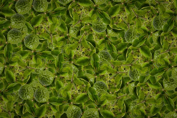 Fundo Fruta Laranja Laranjas Verão Saudável — Fotografia de Stock