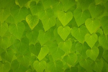 arka planı yeşil yaprak hücre yapısı - makro çekim, doğal dokusu