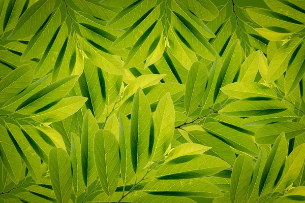 Pozadí Zelené Listové Buněčnou Strukturu Makro Snímek Přirozené Textury — Stock fotografie