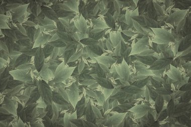 soyut yeşil yaprak dokusu, doğa arkaplanı, tropikal yaprak