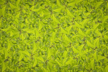 Yapraklı Kusursuz Arkaplan Dokusu