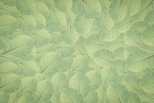摘要绿叶纹理 自然背景 热带叶 — 图库照片
