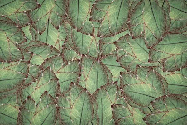 Elvont Zöld Levél Textúra Természet Háttér Trópusi Levél — Stock Fotó