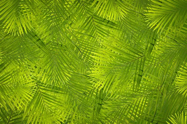 Background Seamless Texture Leaves — Stock Photo, Image