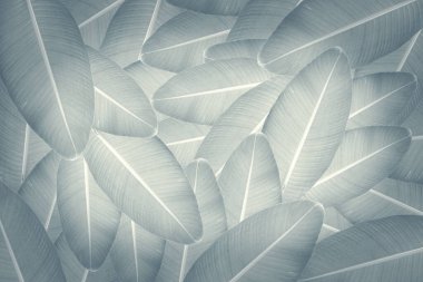 Yeşil tropikal yapraklar arka plan reklam afişi ile kopyalama alanı.