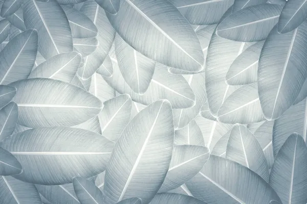 Yeşil tropikal yapraklar arka plan reklam afişi ile kopyalama alanı.