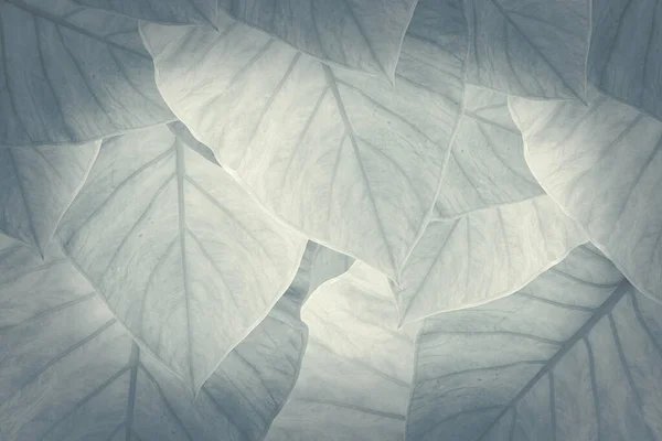 Зеленые Тропические Листья Фона Рекламный Баннер Копировальным Пространством — стоковое фото