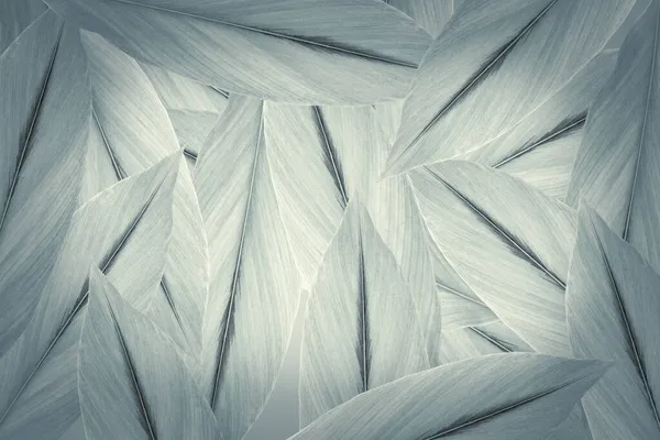 Yeşil tropikal yapraklar arka plan reklam afişi ile kopyalama alanı.