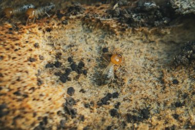 Asker yeraltı termitleri tahtada