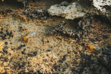 Asker yeraltı termitleri tahtada