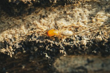 Asker yeraltı termitleri tahtada