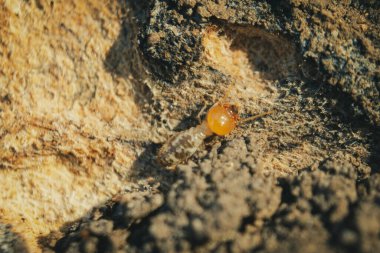 Asker yeraltı termitleri tahtada