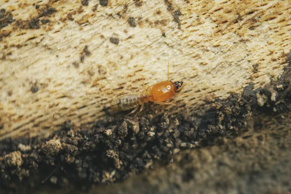 stock image Soldier subterranean termites on wood