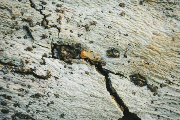 Soldier Subterranean Termites Wood — Stock Photo, Image