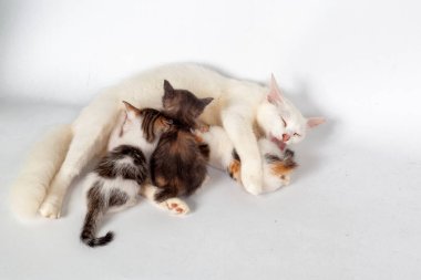 Beyaz arka planda sevimli kedi yavrusu